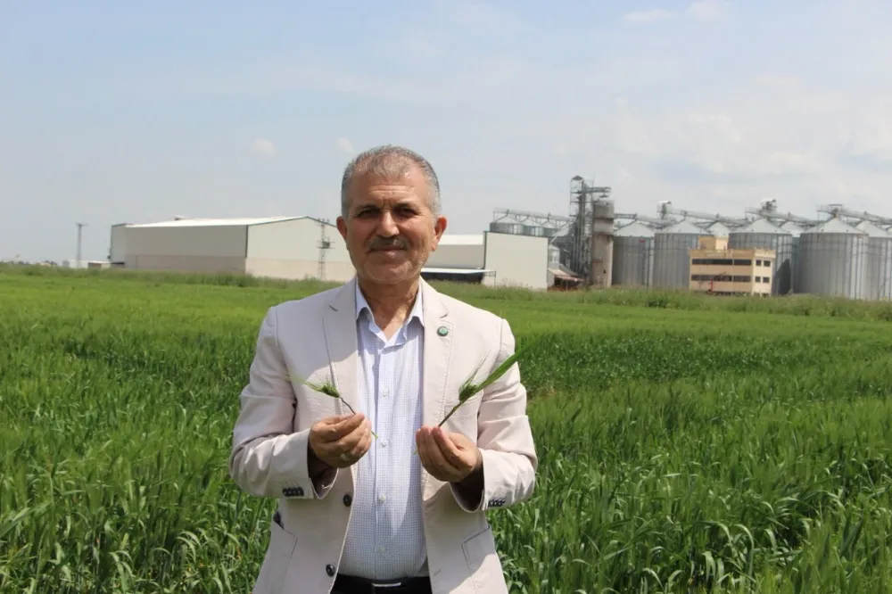 Buğday için geri sayım başladı, çiftçi yüksek verim bekliyor