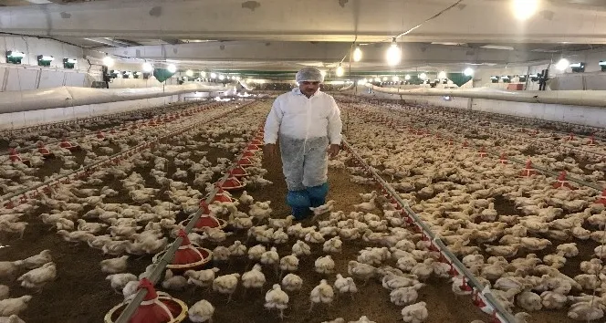 Beyaz ette tercih balık yerine tavuk
