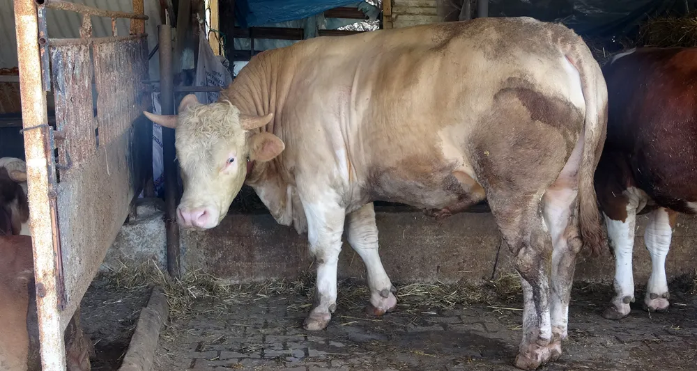 1 ton 100 kiloluk ’Paşa’ 265 bin TL’ye satıldı: "Ortalığı yıkacak bir hayvana sahibiz"