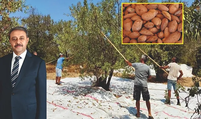 Vali Şıldak Badem'i tanıttı, üretici GAP'ı hatırlattı