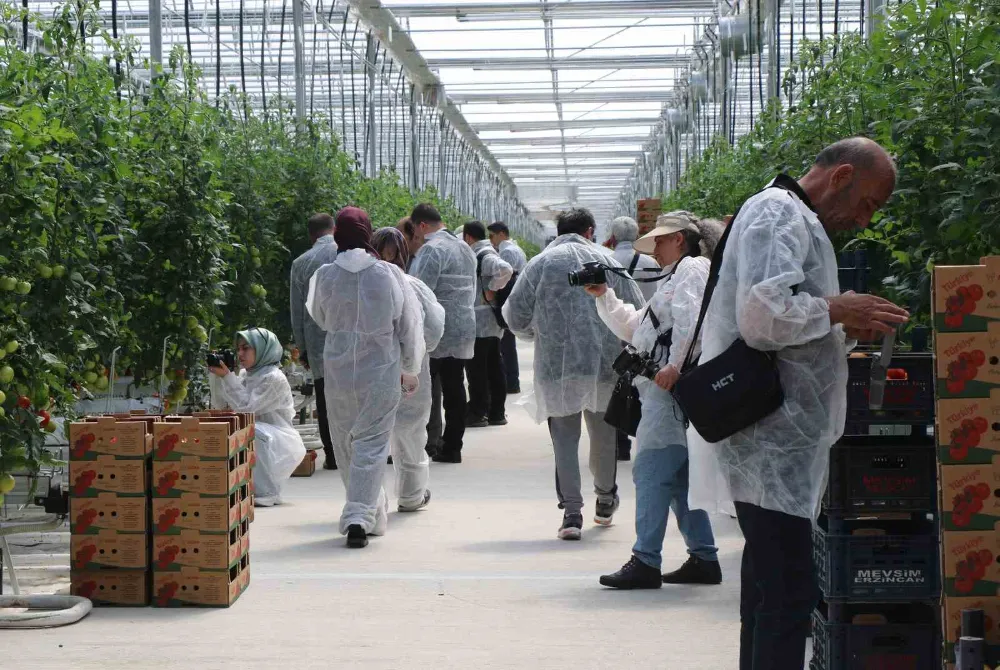 jeotermal serada üretilen domatesin ilk hasadına başlandı