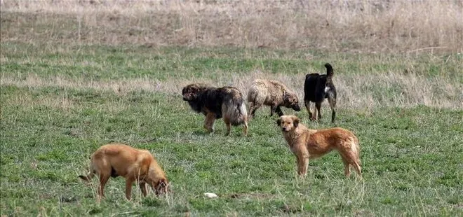 Bakan Yumaklı paylaştı: Başıboş sokak köpekleri sorunu nasıl çözülecek?