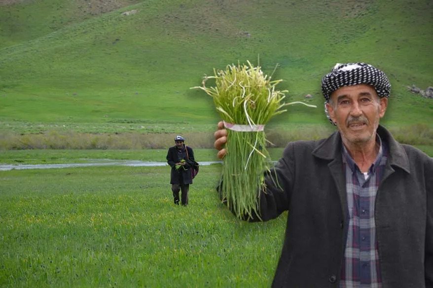 ’Sirik’ otu için 200 kilometre yol gidiyorlar