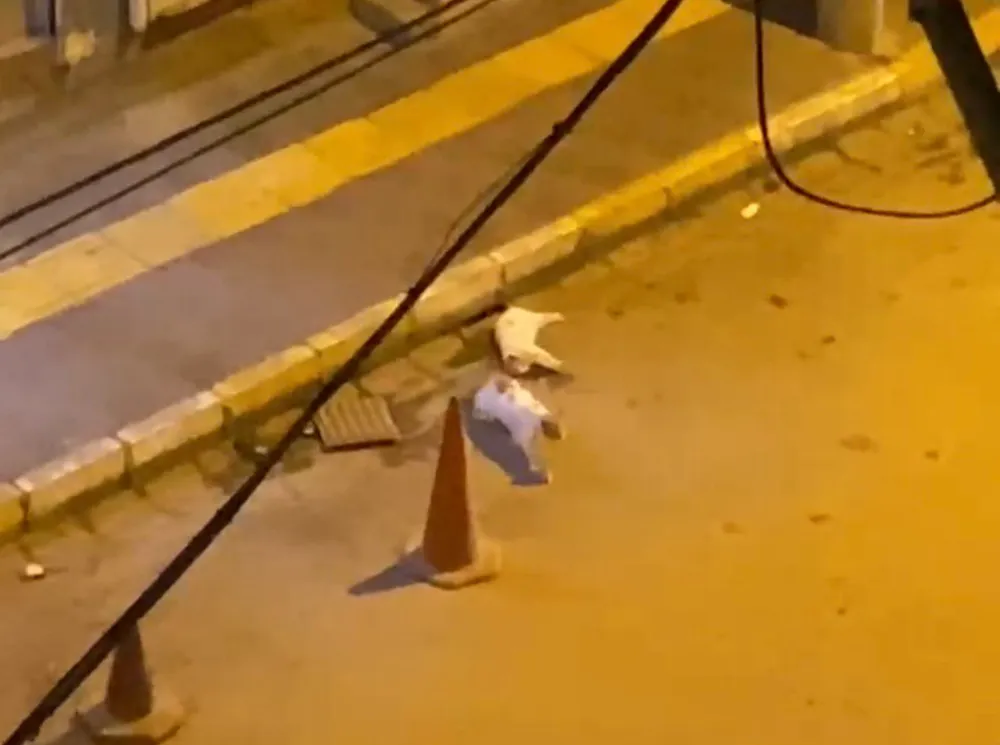Otomobilin çarptığı kedinin başından ayrılmadı