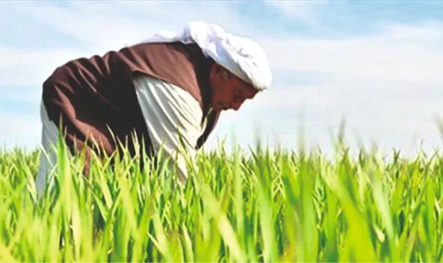 Urfa çiftçisine müjdeli haber