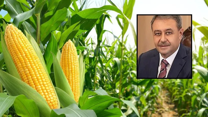 Valı Şıldak: Türkiye Mısırının yüzde 10'unu Urfa karşılıyor !