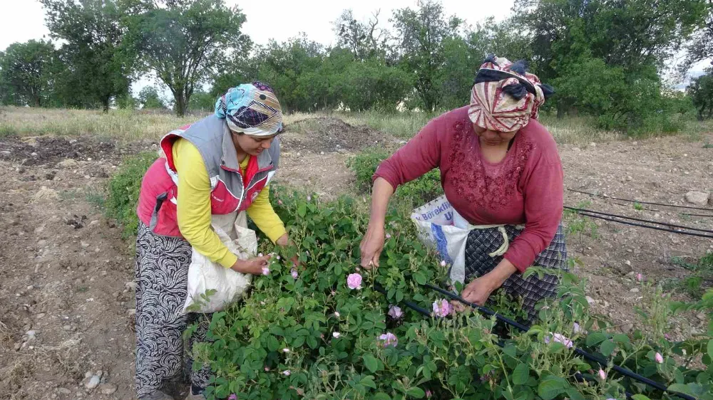 Bu yıl gül kokusu erken sardı