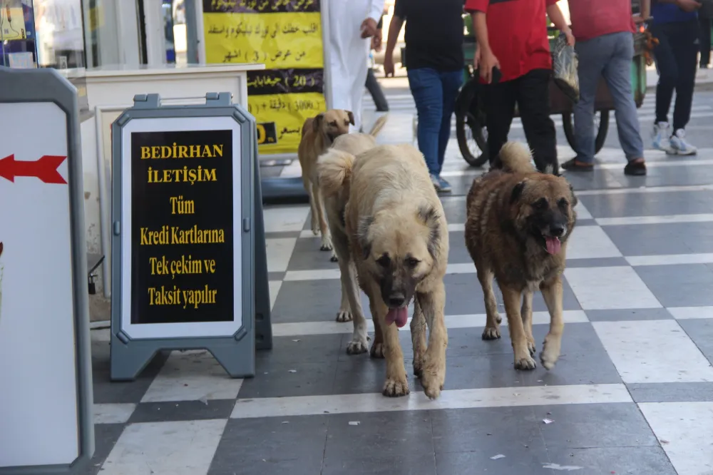 Urfalılar sahiplendirilmeyen hayvanların uyutulması hakkında ne düşünüyor?