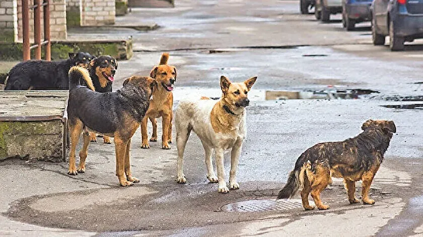 Şanlıurfa’da başıboş köpeklerin kavgasını vatandaşlar ayırdı