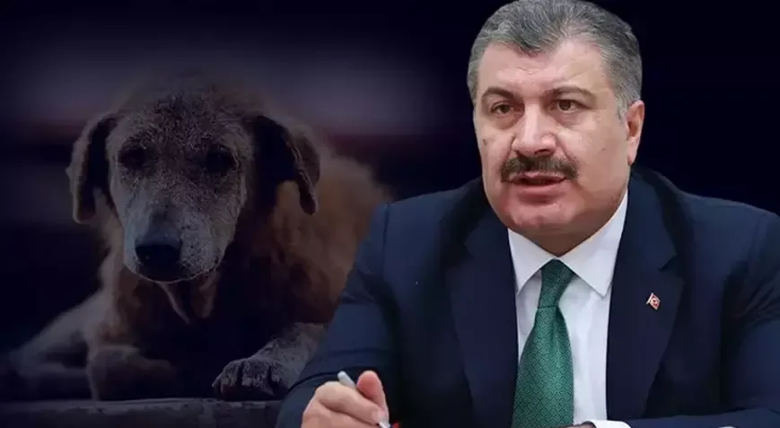 Bakan Koca'dan sokak köpeklerine ilişkin açıklama
