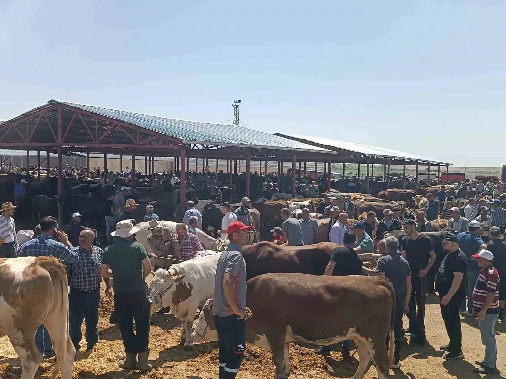 Arife günü kurban pazarında sıkı pazarlık