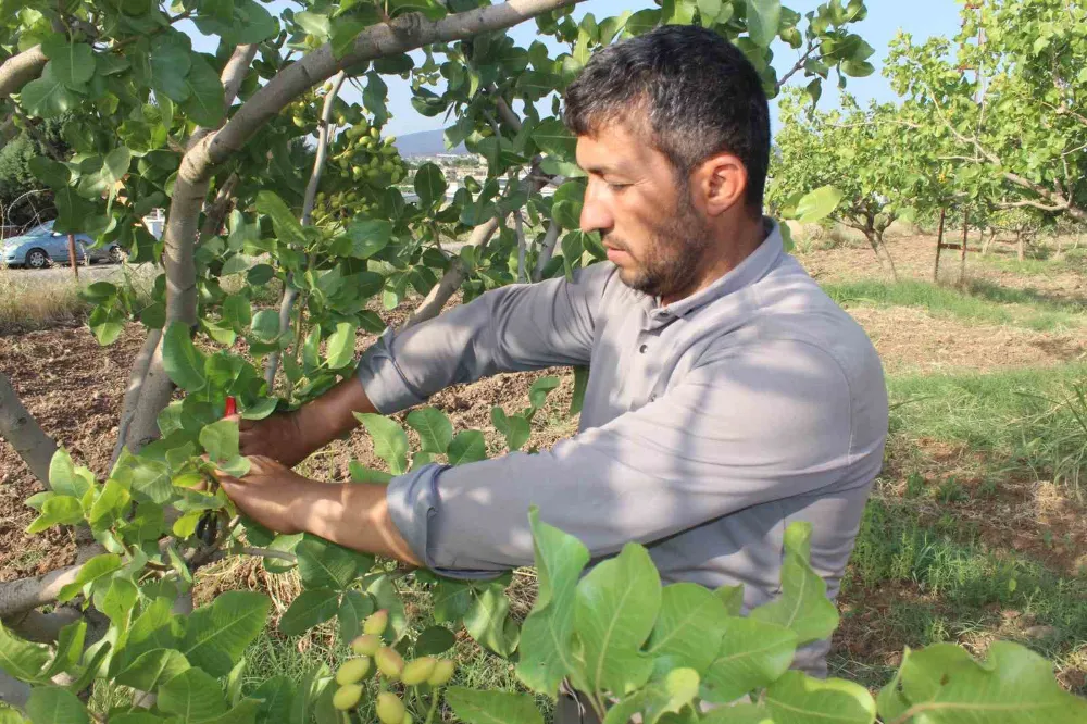 Fıstığının aşılama dönemi başladı