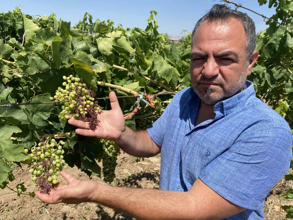 Aşırı sıcaklar üzüm tanelerini yaktı