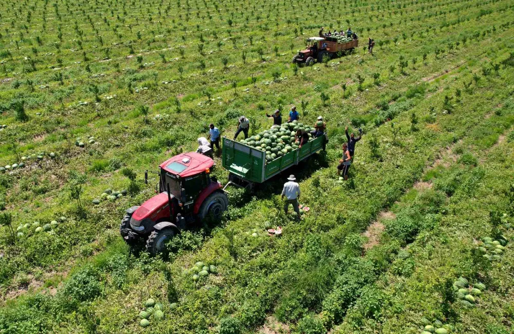 Karpuz fiyatları 7 liraya düştü