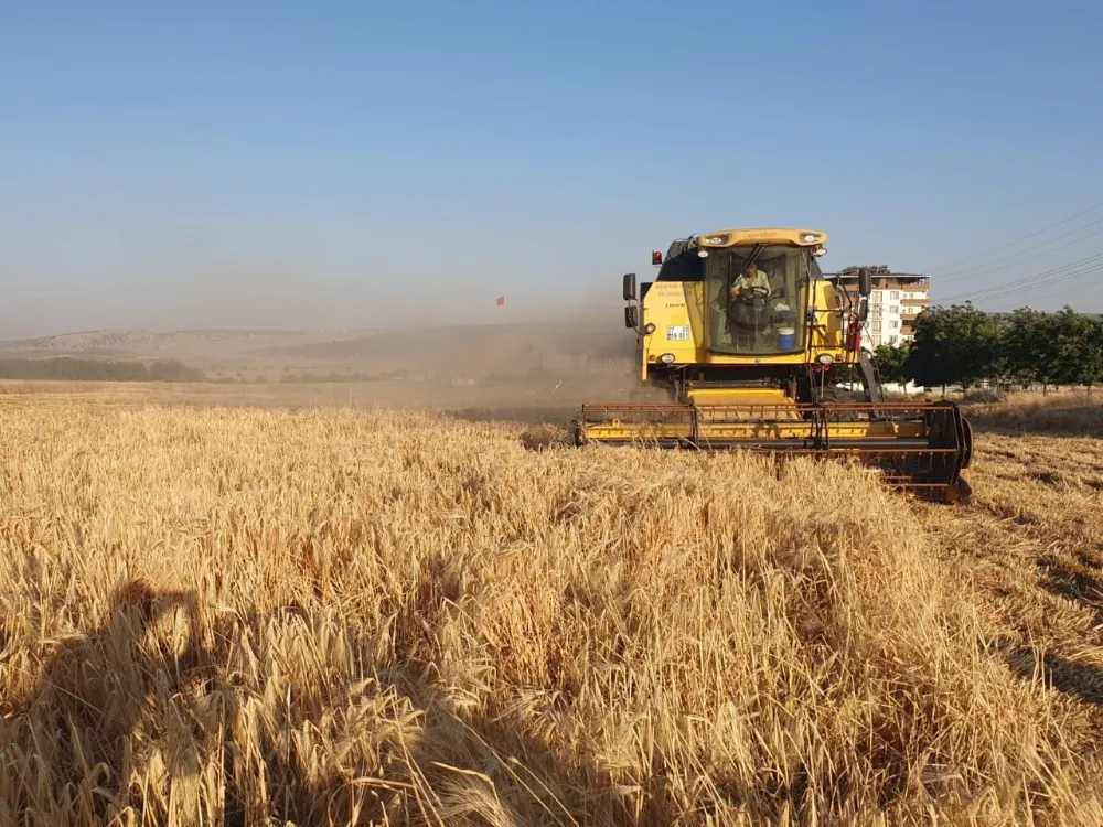 Arpa ve buğday hasadı başladı