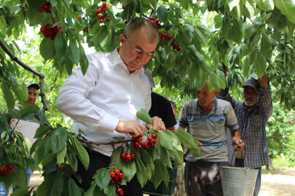 Dalları kiraz bastı, rekolte 50 bin ton