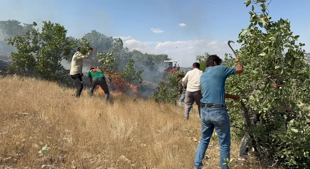 20 dönüm ekili arazi küle döndü