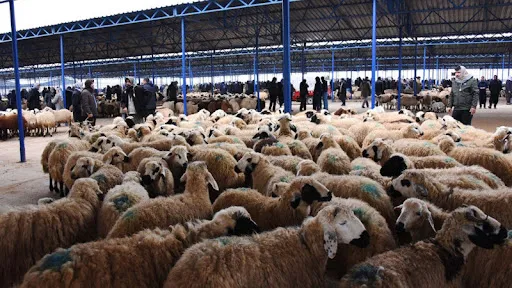 HALİLİYE’DE KURBAN SATIŞ VE KESİM YERLERİ BELİRLENDİ