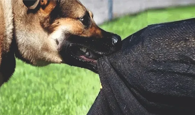 Valilikten Kuduz açıklaması