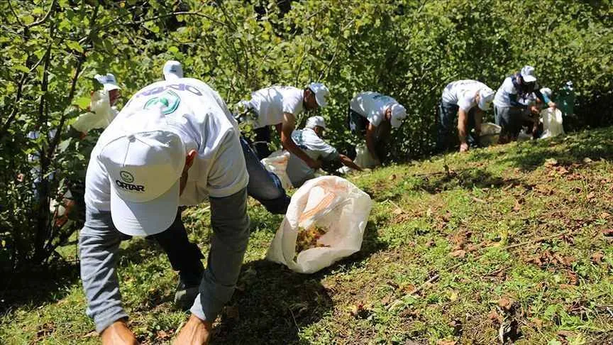 Mevsimlik işçiler dikkat: Fındık yevmiyesi fiyatları açıklandı