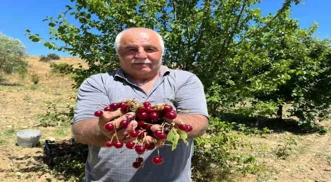 Coğrafi işaretli vişnenin hasadı başladı