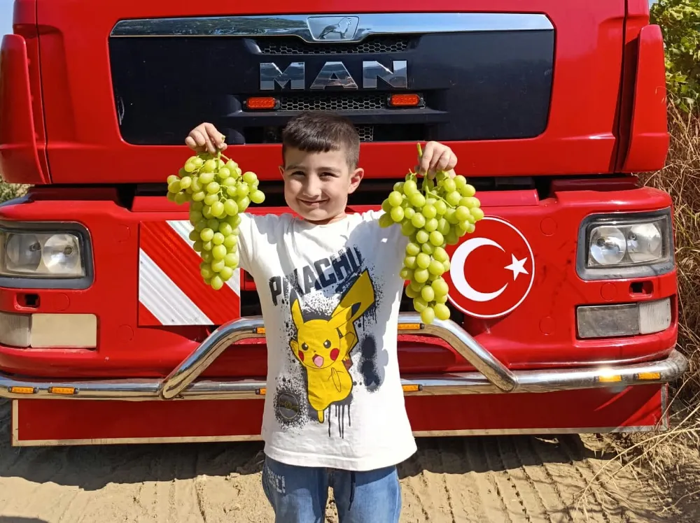 Erkenci üzüm cinslerinde hasat