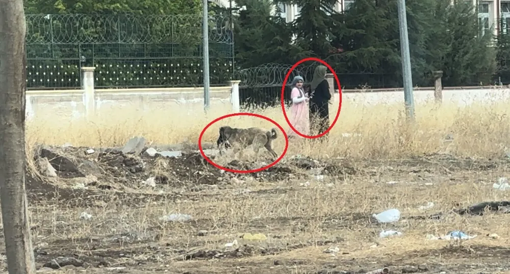 Başıboş sokak köpekleri telef ettiği kediyi yemek için yer aradı