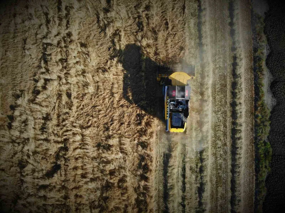 Hububat hasadında kuraklık alarmı