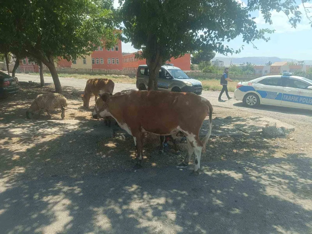 Başıboş hayvanların sahiplerine ceza kesildi