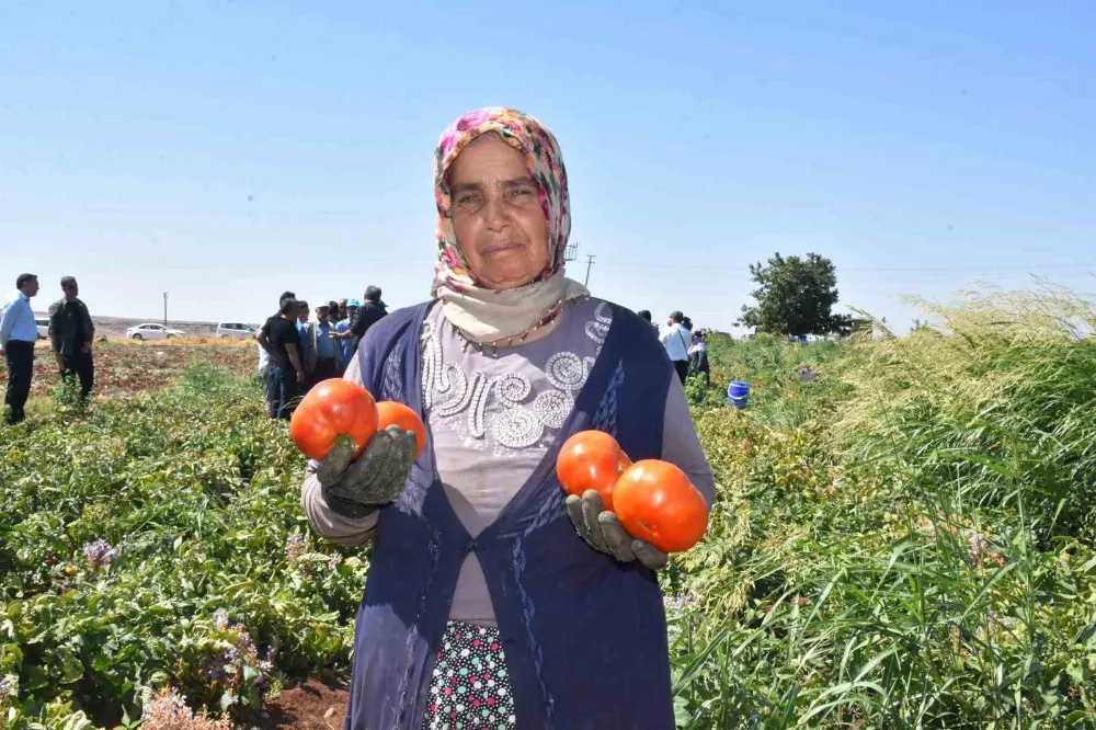 kadınların domates hasadı başladı