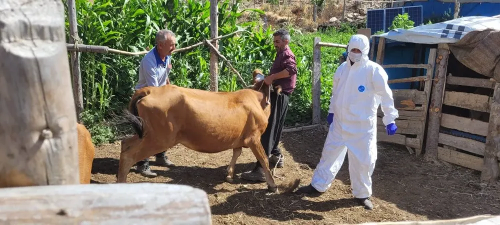 Şarbon hastalığı tespit edildi