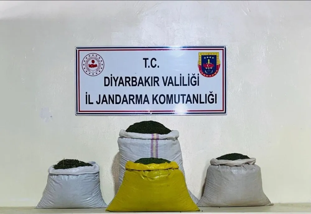 170 bin 500 kök kenevir bitkisi ele geçirildi