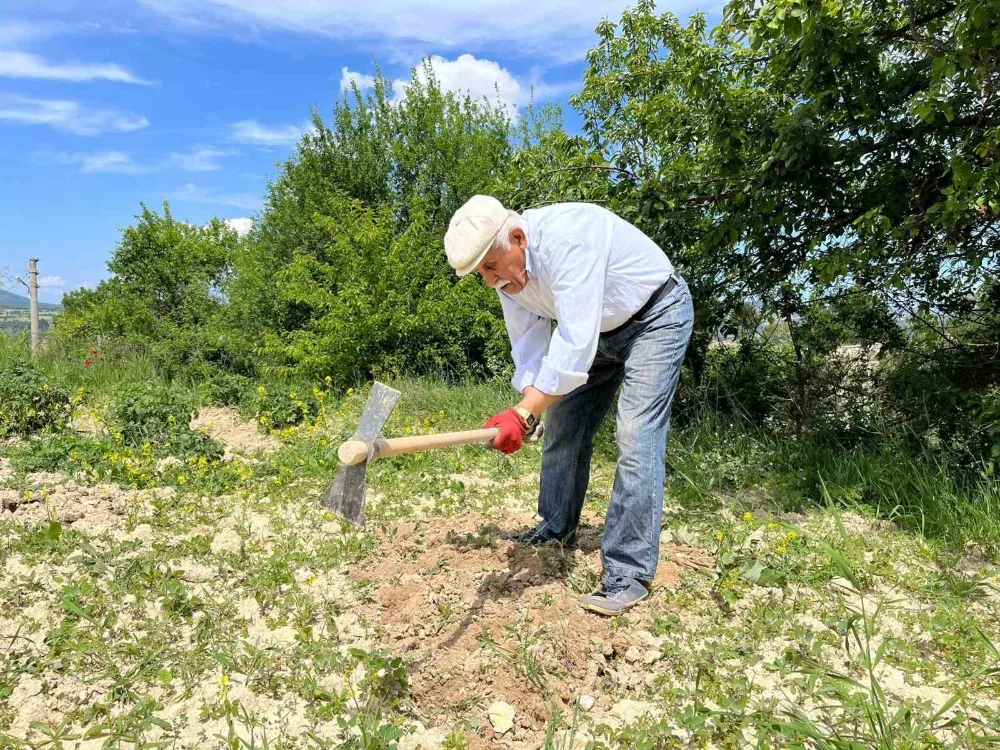 80 yaşında tarlada gençlere taş çıkartıyor: "Çalışmadan duramıyorum"