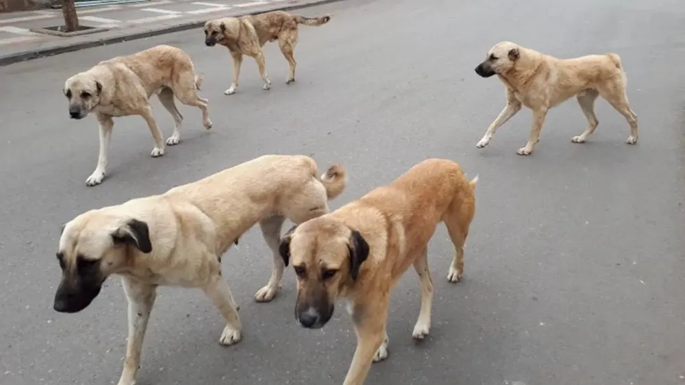 Başıboş köpek düzenlemesi Komisyon'da kabul edildi