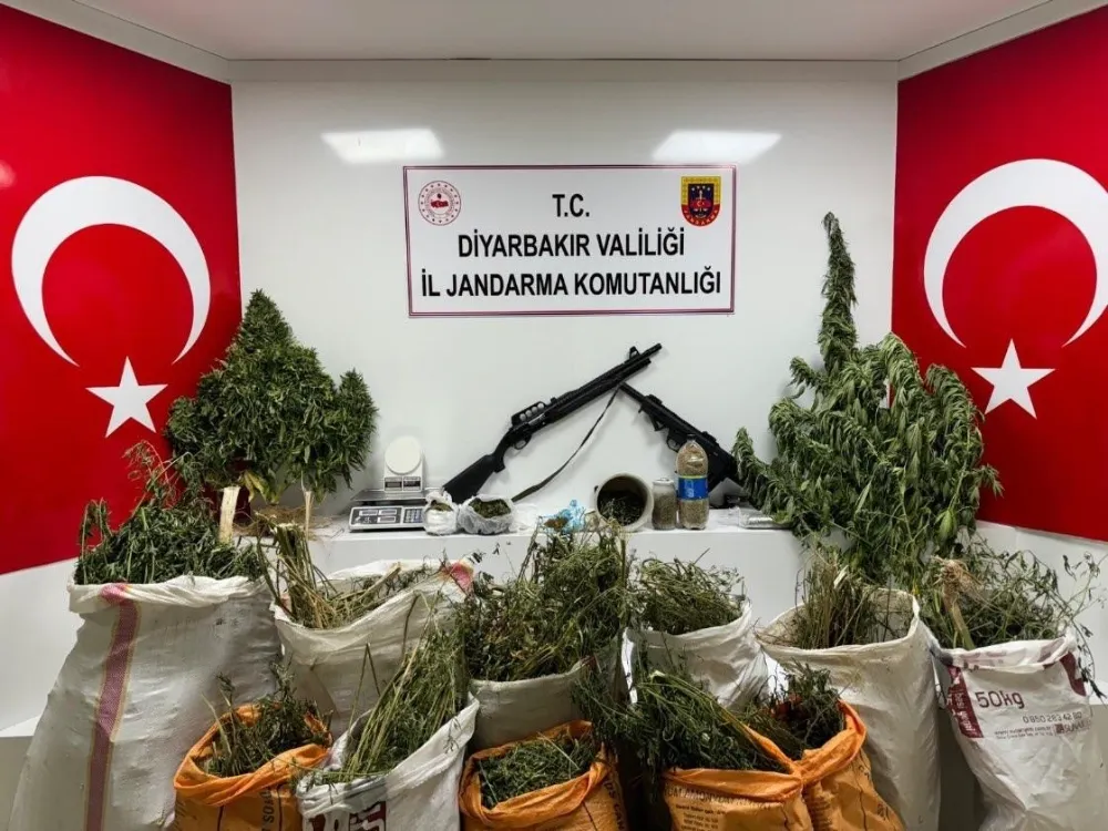 177 bin 495 kök kenevir ve skunk bitkisi ele geçirildi
