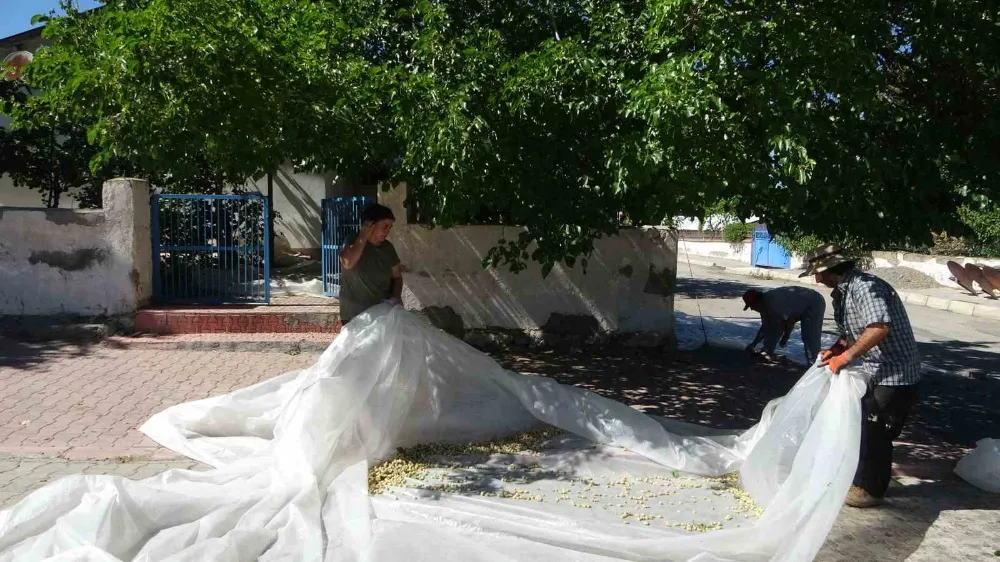 Dutun pekmez yolcuğu başladı