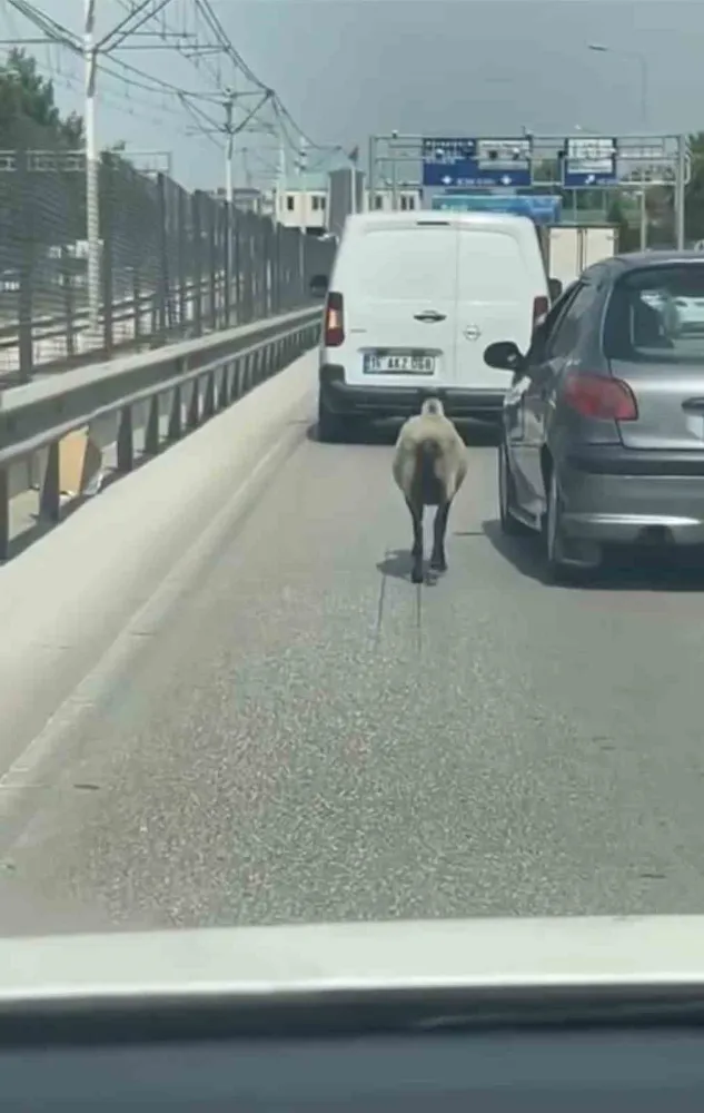 Firar eden koyun, trafiği alt üst etti