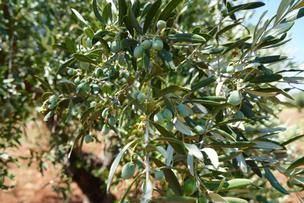 Zeytin ve zeytinyağında yüksek rekolte beklentisi üreticiyi sevindirdi