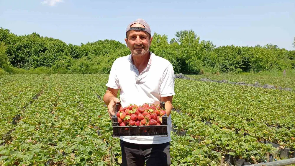Çilekte yeni moda kendin topla