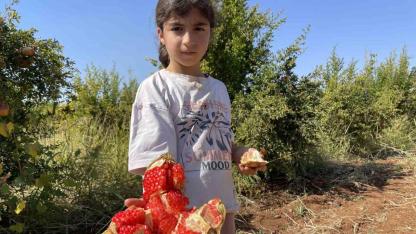 AB tescilli Suruç narında hasat dönemi başladı