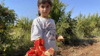AB tescilli Suruç narında hasat dönemi başladı