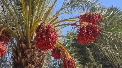 Balıklıgöl'de medine hurması yetiştirildi