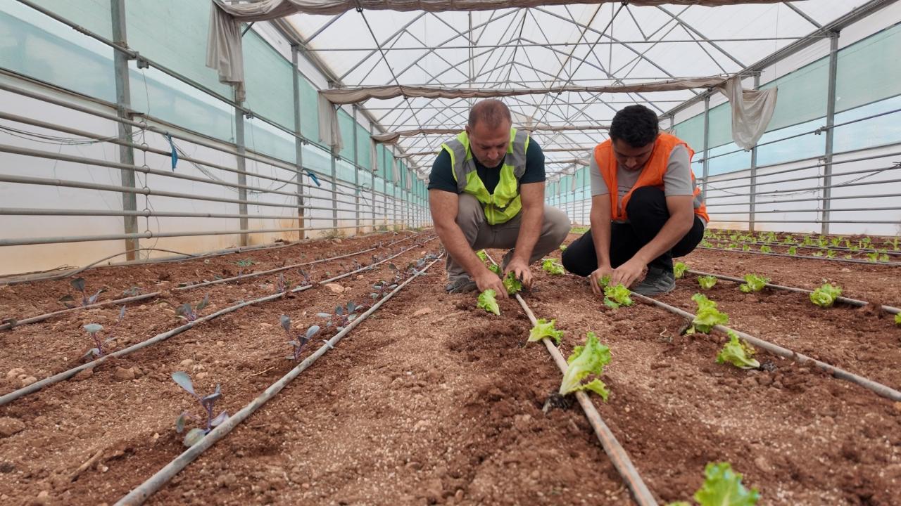 Büyükşehir, serasında kışlık sebze dikimi gerçekleştirildi