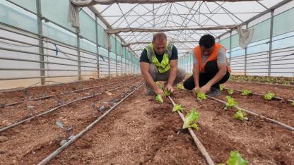 Büyükşehir, serasında kışlık sebze dikimi gerçekleştirildi