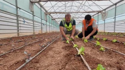 Büyükşehir, serasında kışlık sebze dikimi gerçekleştirildi