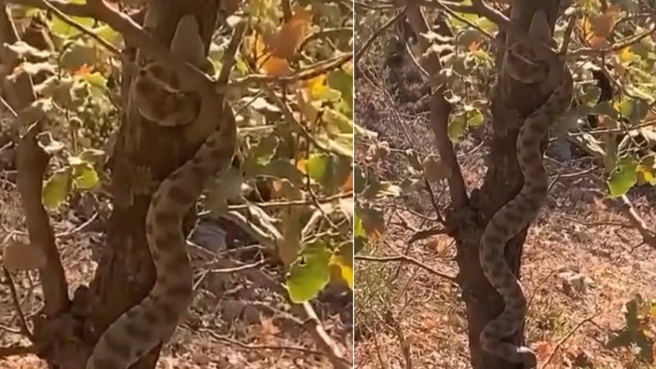 Engerek yılanı ağaca tırmanırken görüntülendi