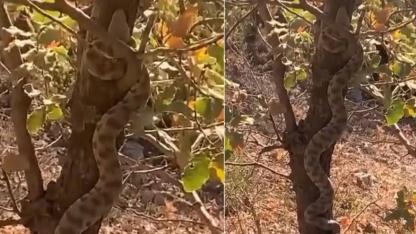 Engerek yılanı ağaca tırmanırken görüntülendi