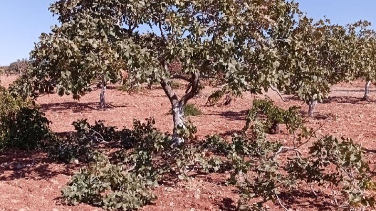 Fıstığın başkenti Şanlıurfa&#039;da budama sezonu başladı