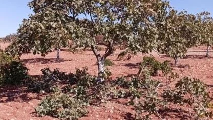 Fıstığın başkenti Şanlıurfa'da budama sezonu başladı