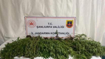 Halfeti, Siverek, Birecik ve Akçakale’de uyuşturucu operasyonları